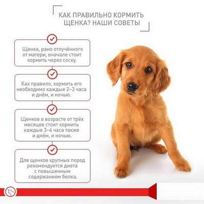 Какую собаку выбрать: советы и рекомендации