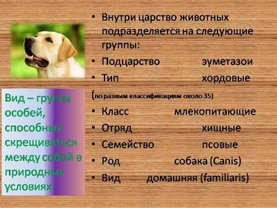 Систематизация пород собак