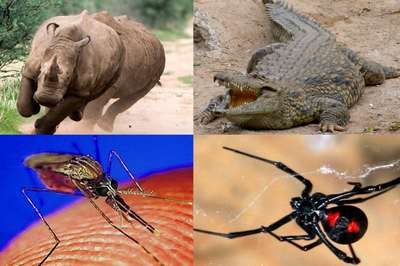 Самые опасные животные в мире для человека