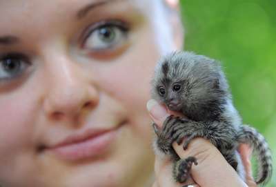 Самые маленькие животные в мире: лучшая подборка с фото