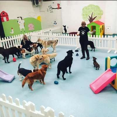 Детский сад для вашей собаки