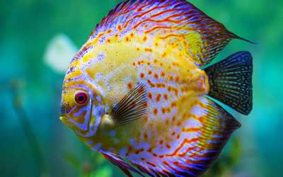 Самые красивые виды аквариумных рыбок