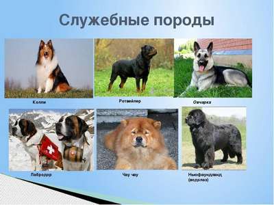 Самые популярные породы собак с фото и описанием