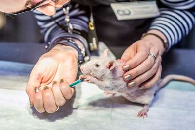 Лечение экзотических животных: какой врач поможет вашему питомцу
