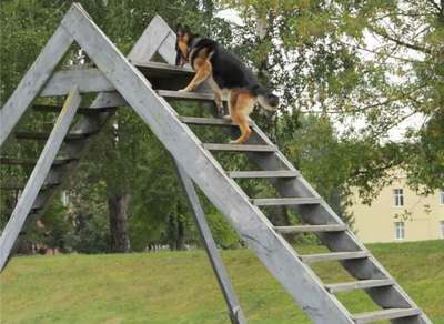 Дрессировка собак по преодолению лестницы