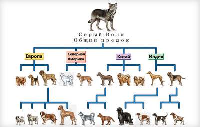 Эволюция разновидностей собак