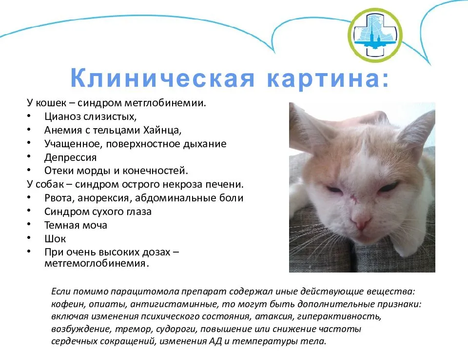 Если ваша кошка отравилась: симптомы, первая помощь и профилактика