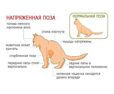 Если у кота отказали задние лапы: симптомы, причины и способы лечения
