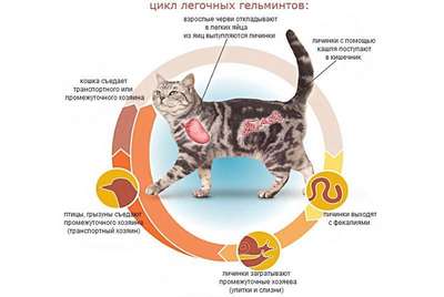 Глисты у котят: признаки, лечение и профилактика
