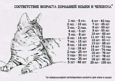 Сколько лет живут кошки: продолжительность жизни котов