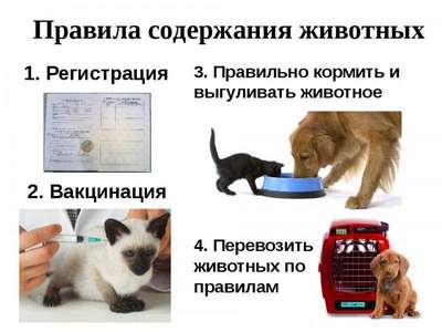 Особенности выбора мебели для собак и кошек