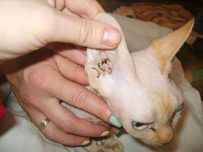 Ушной клещ у кота: причины болезни, симптомы и лечение