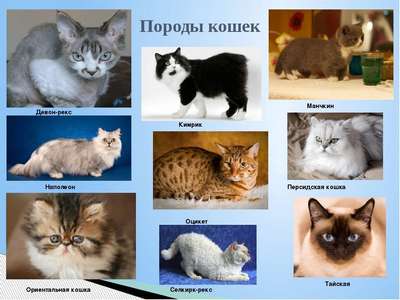 Выбираем домашнего любимца: ТОП-5 самых дружелюбных пород котов
