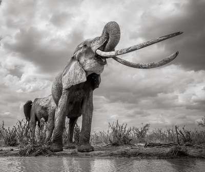 Фотограф сделал уникальные снимки исчезающего вида слонов с гигантскими бивнями