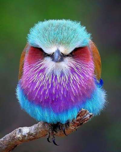Самые красивые птицы в мире