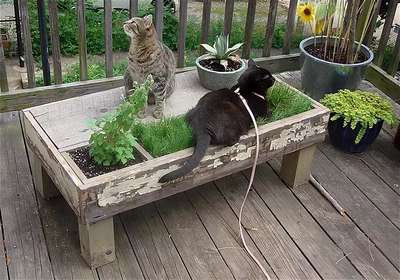 Опасные для кошки растения на садовом участке частного дома