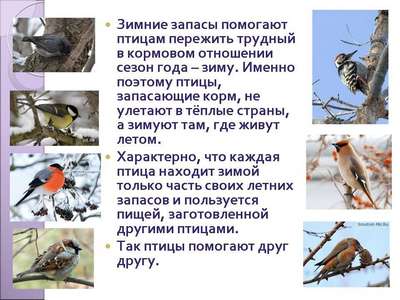Как зимуют разные виды животных, птиц и насекомых