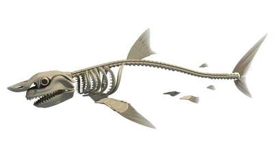 Как выглядит скелет акулы