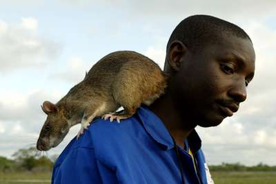 Гамбийская хомяковая крыса - весьма необычный грызун!
