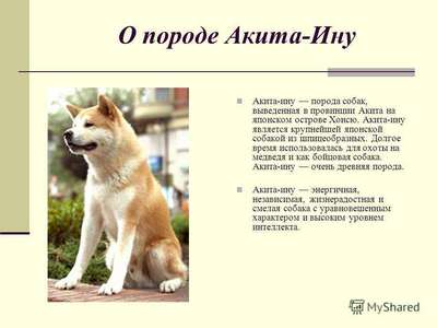 Акита Ину (Akita Inu): фото собаки, хаpaктер, описание породы