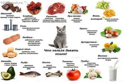 Питание взрослой кошки: запрещенные и разрешенные продукты
