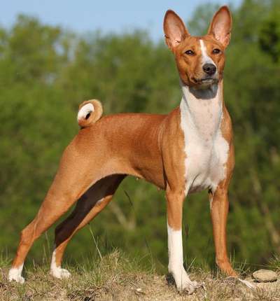 Басенджи (Basenji, Congo Dog)