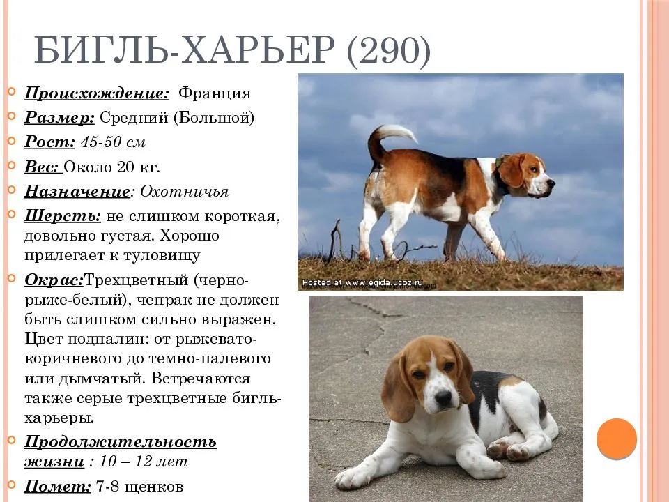 Бигль-харьер: описание породы собак, внешний вид и фото