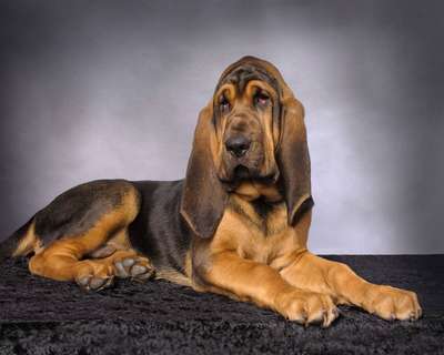 Бладхаунд (Bloodhound, St. Hubert Hound)