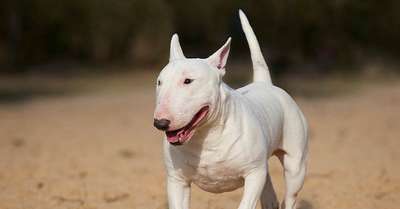 Порода собак Бультерьер (Bull Terrier): описание, фото и видео