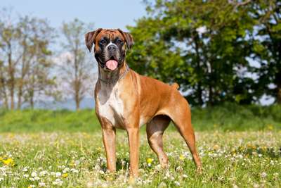 Боксер (Boxer, Deutscher Boxer): описание породы собак, внешний вид и фото