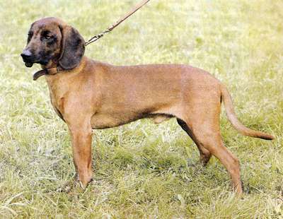 Баварская следовая собака (Bayrischer Gebirgsschweifihund)