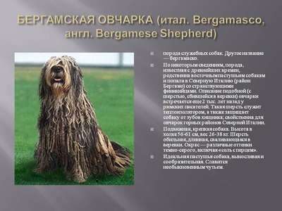 Бергамаско, Бергамская овчарка - Пастушья собака, гуртовая собака, сторожевая собака, собака-спасатель, собака-компаньон