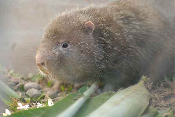 
    Бамбуковая крыса 🌟 Фото, описание, ареал, питание, враги ✔
    