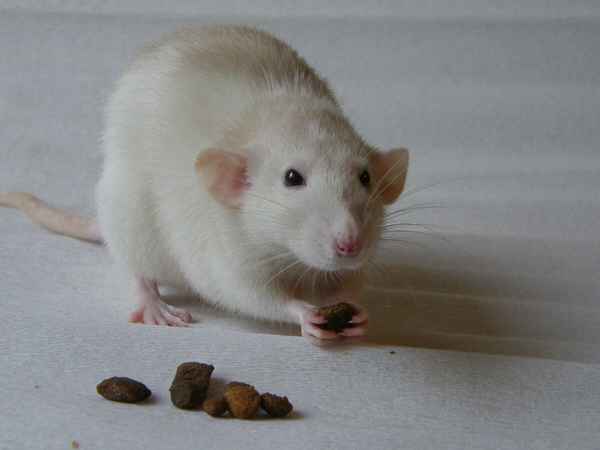 
    Крыса дамбо 🌟 Фото, описание, ареал, питание, враги ✔
    