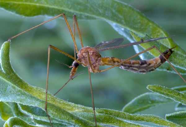 
    Комар долгоножка 🌟 Фото, описание, ареал, питание, враги ✔
    