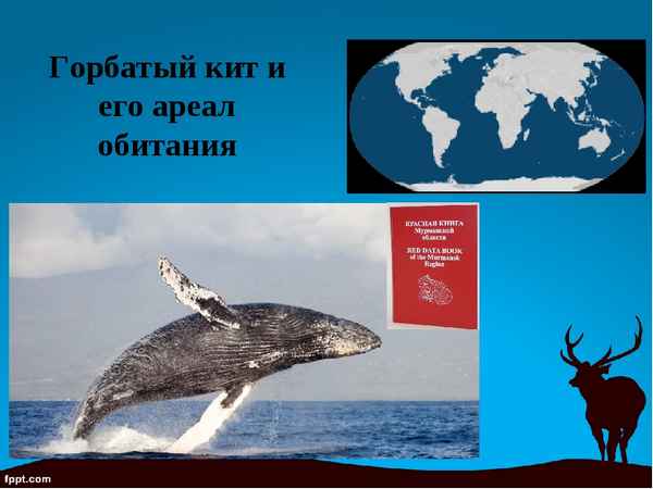 
    Горбатый кит 🌟 Фото, описание, ареал, питание, враги ✔
    
