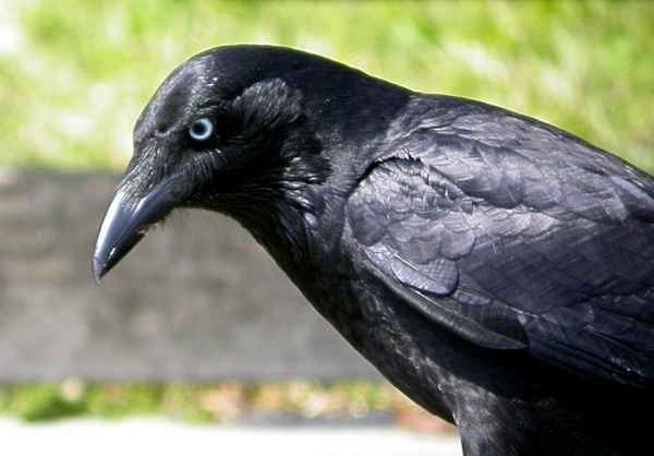 
    Черная ворона 🌟 Фото, описание, ареал, питание, враги ✔
    