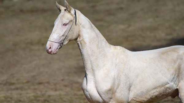 
    Ахалтекинская лошадь 🌟 Фото, описание, ареал, питание, враги ✔
    
