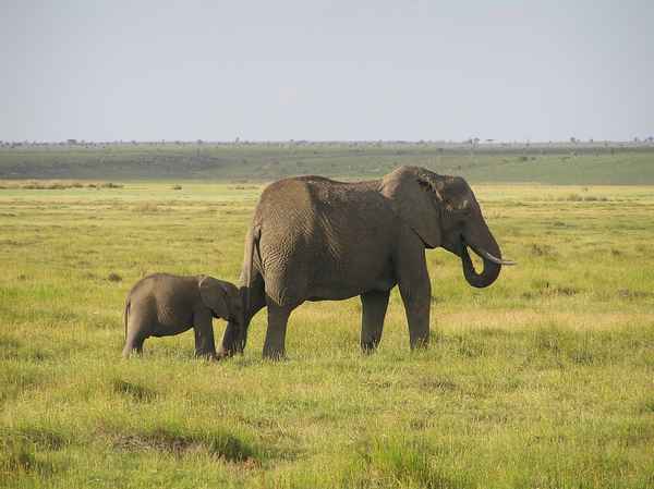 
    Африканский слон 🌟 Фото, описание, ареал, питание, враги ✔
    