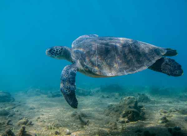 
    Морская черепаха 🌟 Фото, описание, ареал, питание, враги ✔
    