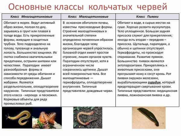 
    Плоские черви 🌟 Фото, описание, ареал, питание, враги ✔
    