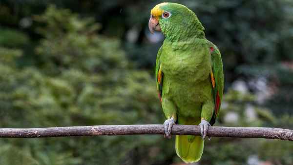
    Попугай амазон 🌟 Фото, описание, ареал, питание, враги ✔
    