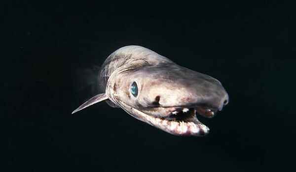 
    Плащеносная акула 🌟 Фото, описание, ареал, питание, враги ✔
    
