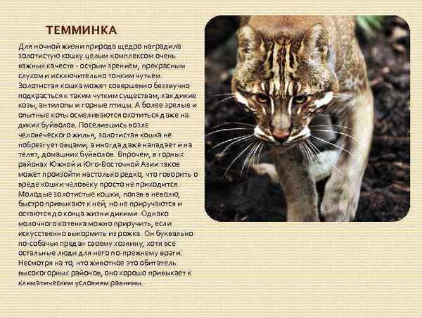 
    Кошка Темминка 🌟 Фото, описание, ареал, питание, враги ✔
    