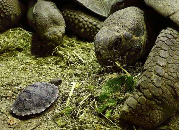 
    Гигантская черепаха 🌟 Фото, описание, ареал, питание, враги ✔
    