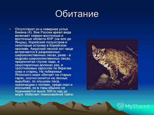 
    Амурский лесной кот 🌟 Фото, описание, ареал, питание, враги ✔
    