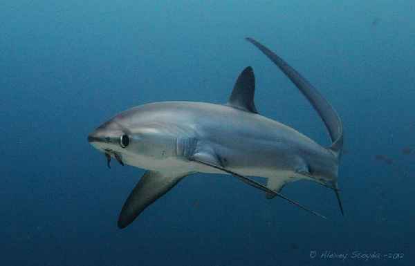 
    Большеглазая лисья акула 🌟 Фото, описание, ареал, питание, враги ✔
    