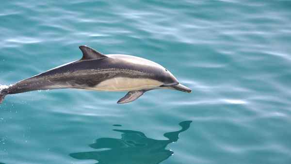 
    Беломордый дельфин 🌟 Фото, описание, ареал, питание, враги ✔
    
