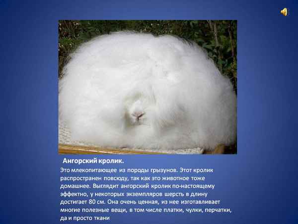 
    Ангорский кролик 🌟 Фото, описание, ареал, питание, враги ✔
    