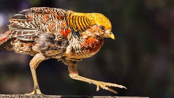 
    Золотой фазан 🌟 Фото, описание, ареал, питание, враги ✔
    